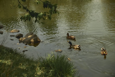 A serene pond scene with graceful Pekin ducks gliding across the water under soft morning light.