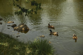 A serene pond scene with graceful Pekin ducks gliding across the water under soft morning light.