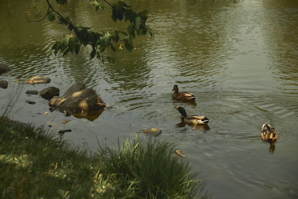 a group of ducks floating on top of a lake