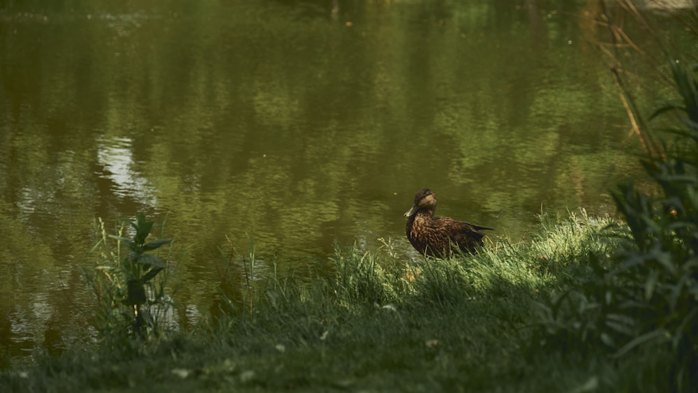 a duck is standing in the grass near the water