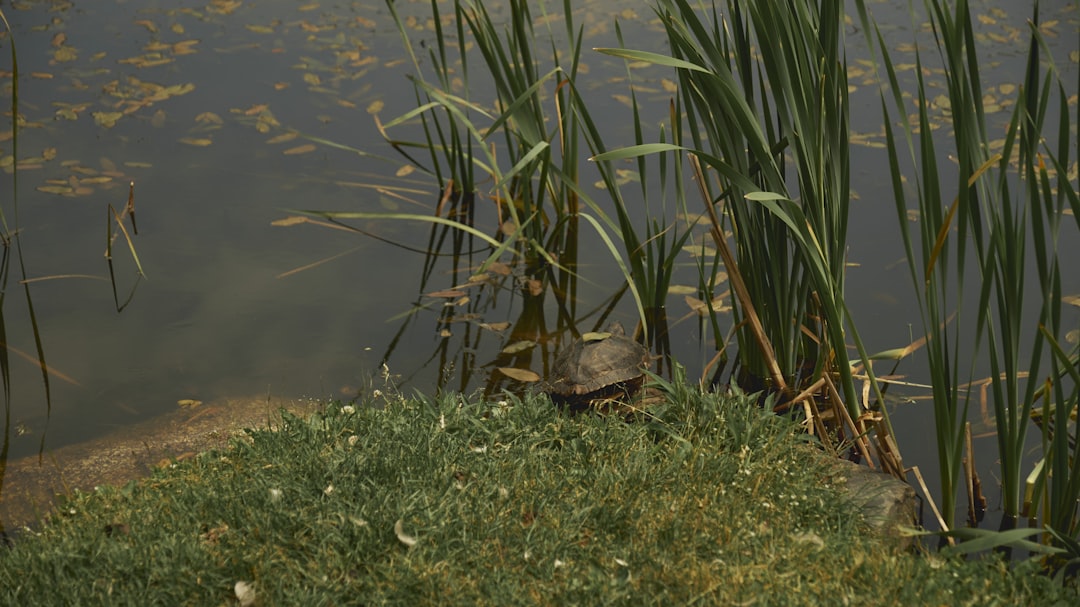 a turtle is sitting in the grass by the water,