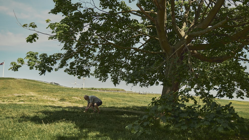 a sheep grazing in a field under a tree