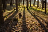 A serene forest landscape showcasing tall trees and sunlight filtering through the leaves.