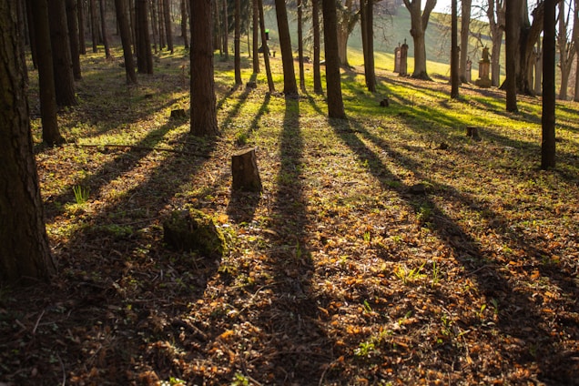 A serene forest landscape with tall trees and sunlight filtering through the leaves.