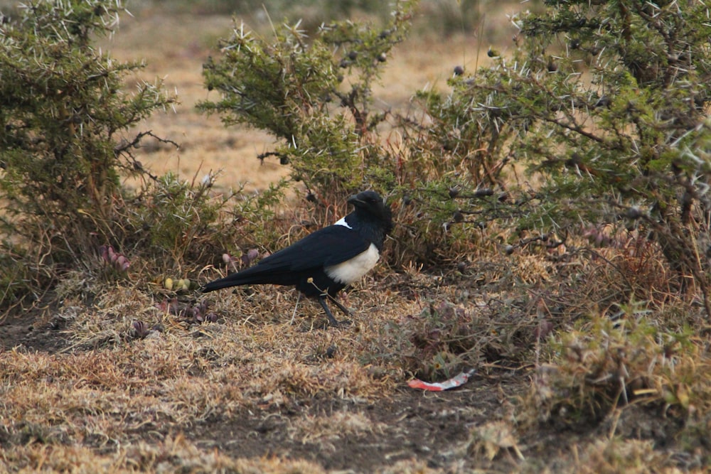 a black and white bird standing in a field