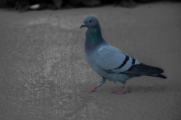 A pigeon stands on a textured surface. Its feathers display a gradient of blues and purples, with characteristic black stripes on its wings. The background is slightly blurred, focusing attention on the bird.