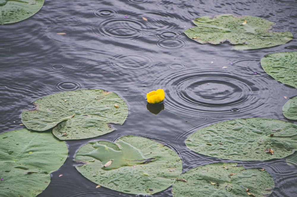 a yellow object floating on top of a body of water surrounded by lily pads