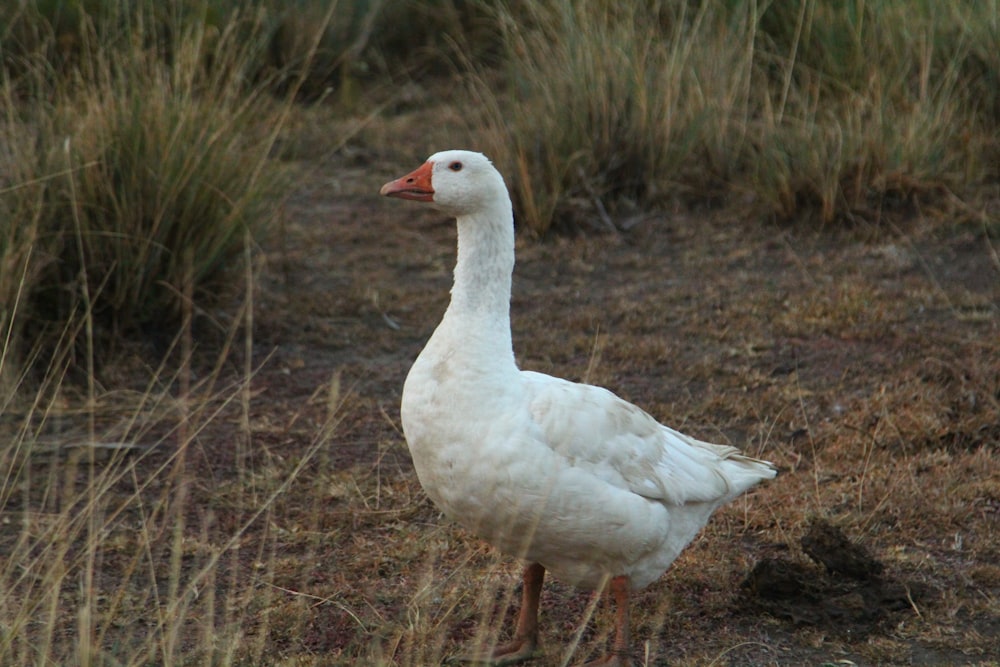 um pato branco em pé em uma área gramada