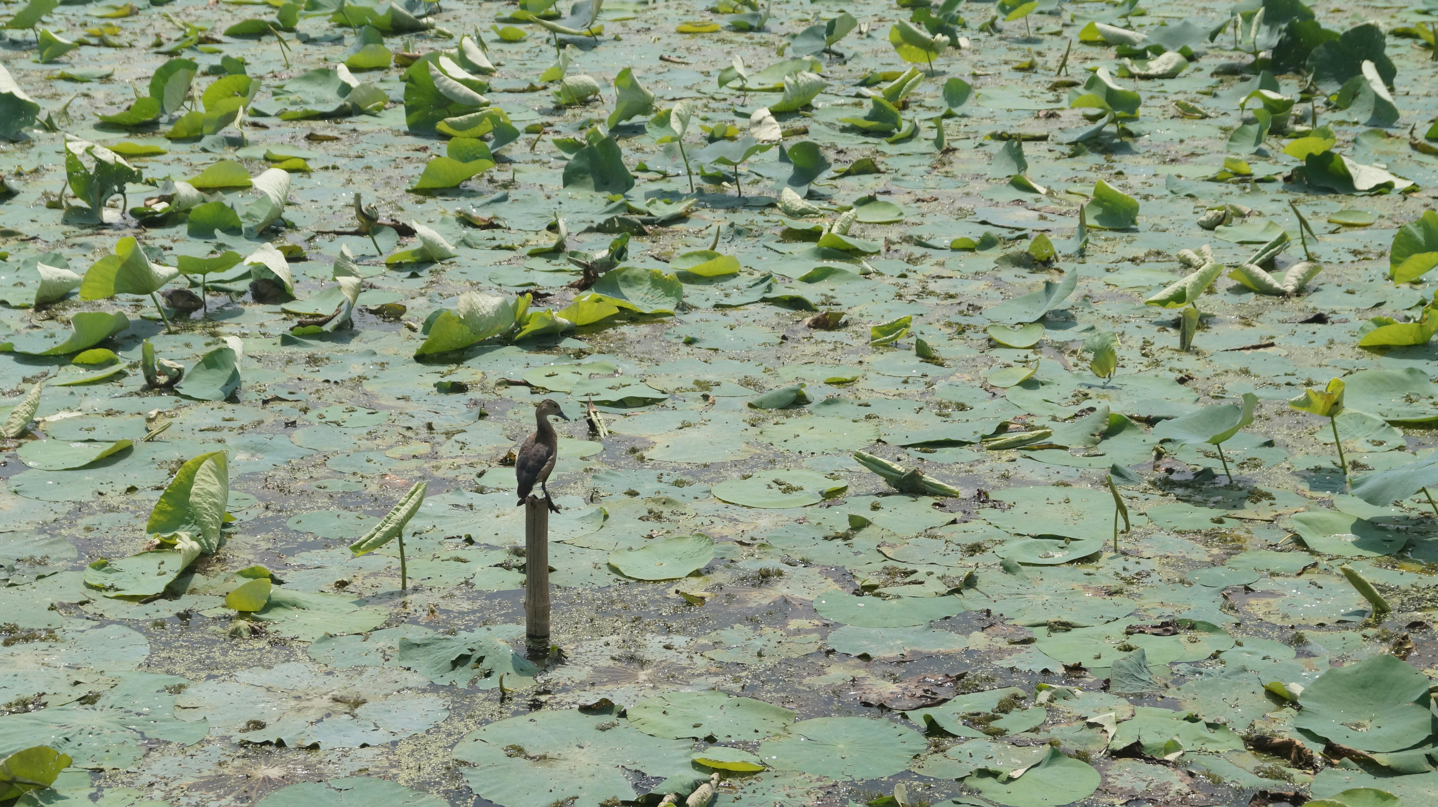 a bird sitting on top of a wooden pole in a swamp