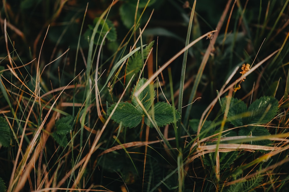 a close up of some grass and plants