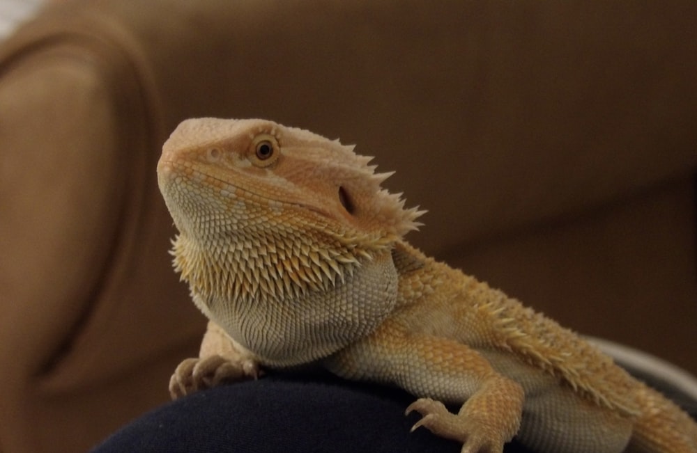 a close up of a lizard on a person's lap