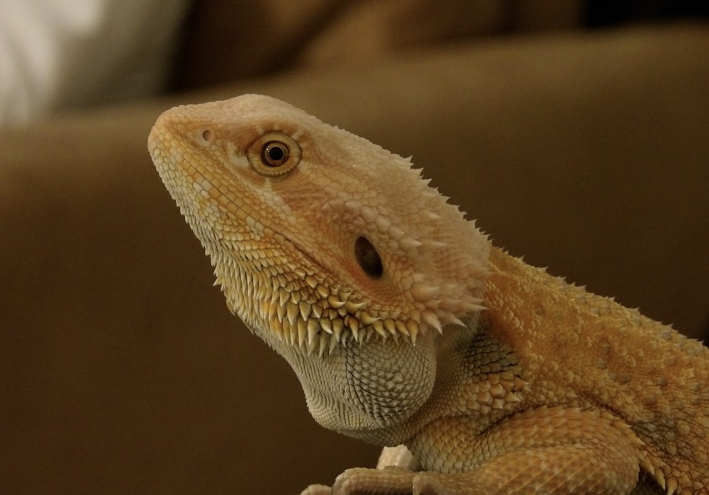 a close up of a lizard on a couch