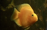 A bright orange fish with large, prominent eyes and detailed scales, flaunts its elegant fins in a dimly lit aquatic environment.