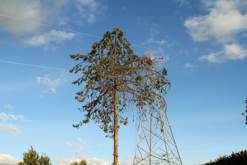 a tall tree sitting next to a power pole