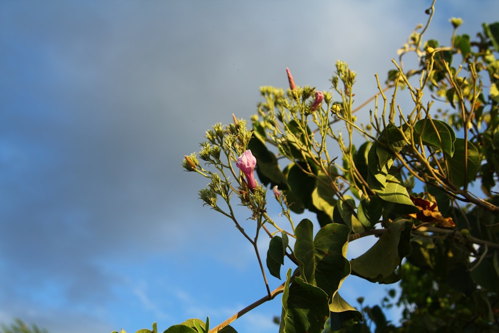 a tree branch with a pink flower on it
