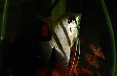 A close-up of a sleek, silver fish swimming in a home aquarium.