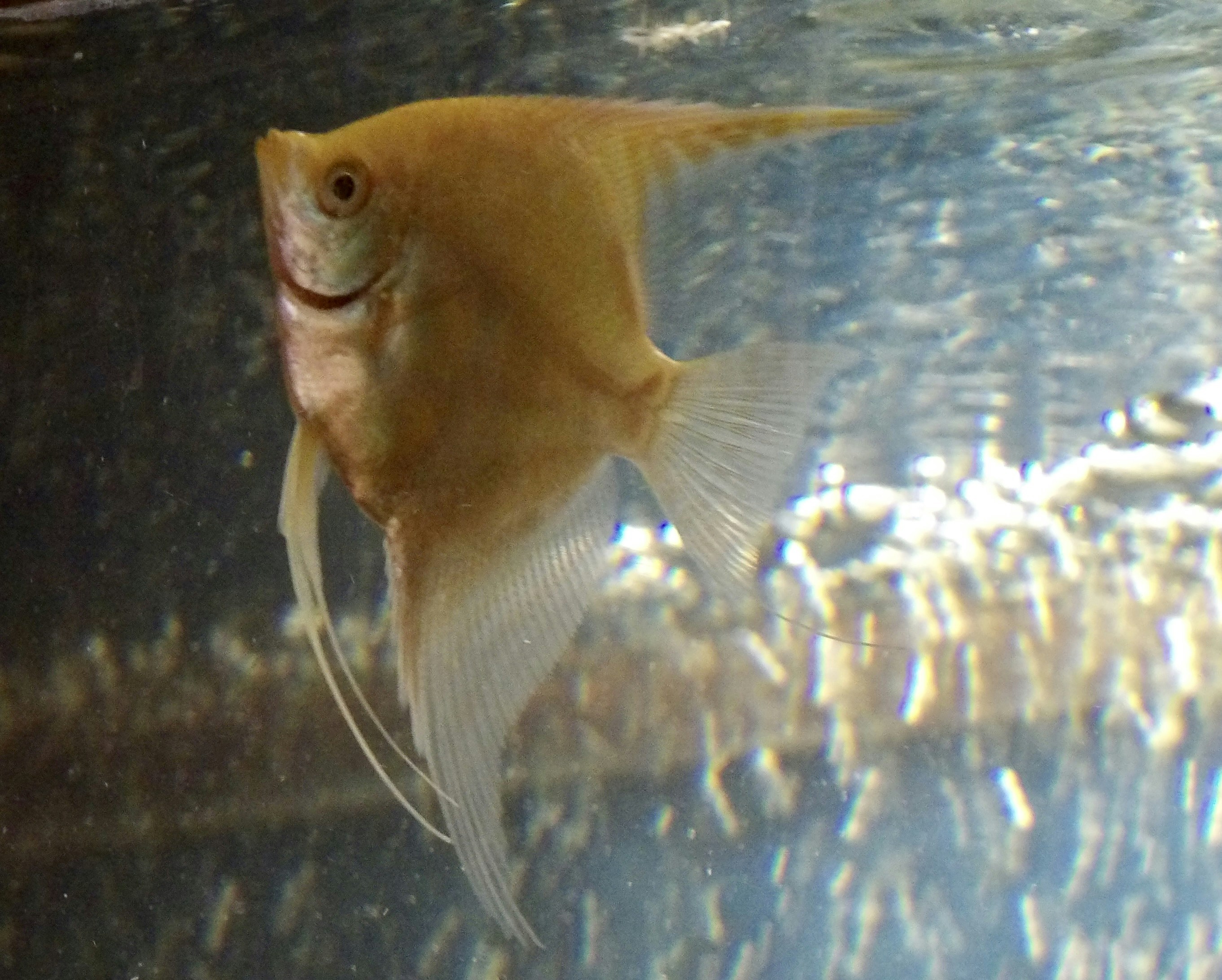 Pearl Gourami Fish: Graceful, Glittering Swimmers (image credits: unsplash)