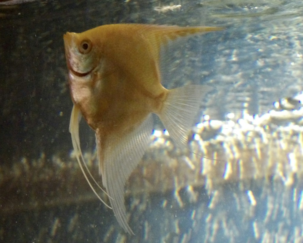 Golden Yellow Discus