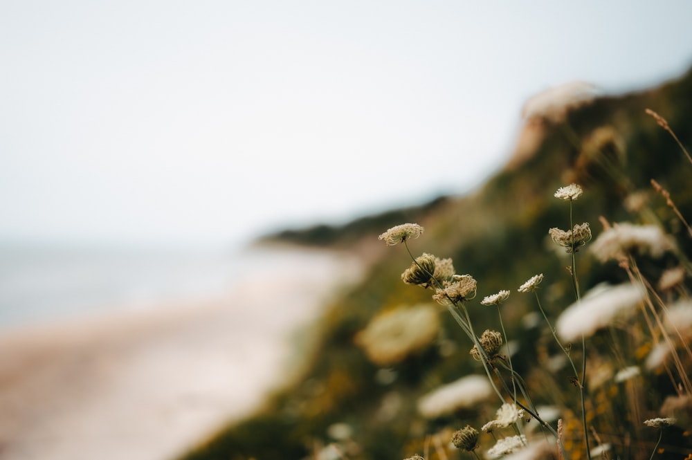 a bunch of flowers that are by the water