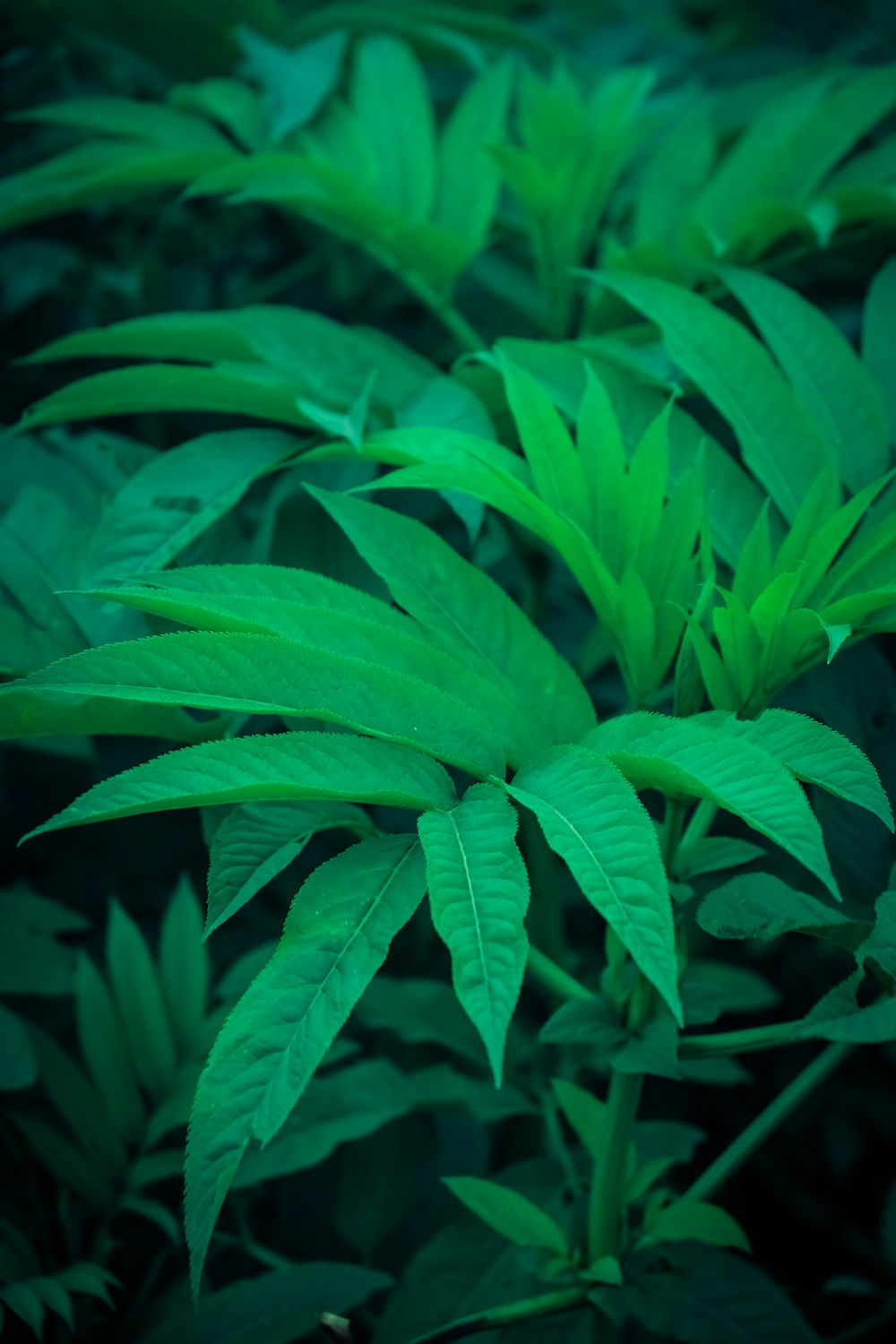 a close up of a plant with green leaves