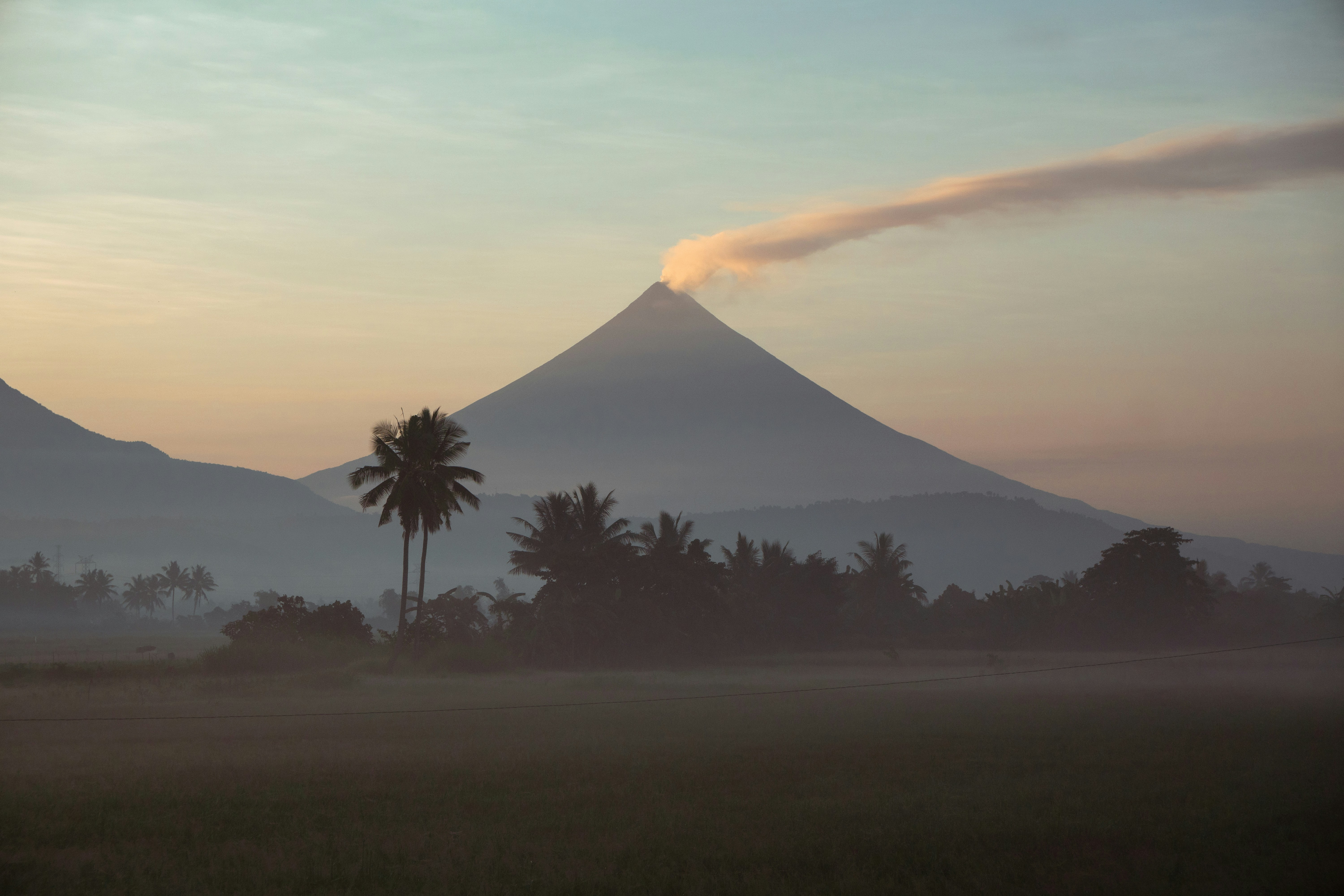 a palm tree in the foreground with a mountain in the background