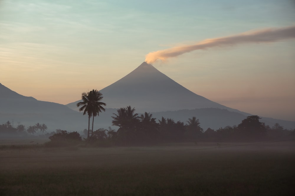 a palm tree in the foreground with a mountain in the background