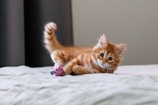 A curious kitten exploring a soft pet bed with colorful patterns.