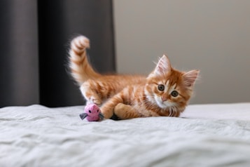 A fluffy orange kitten with big, curious eyes is playfully lying on a bed. The kitten is interacting with a small pink toy shaped like a mouse. The background is soft and neutral, giving a cozy and inviting appearance.