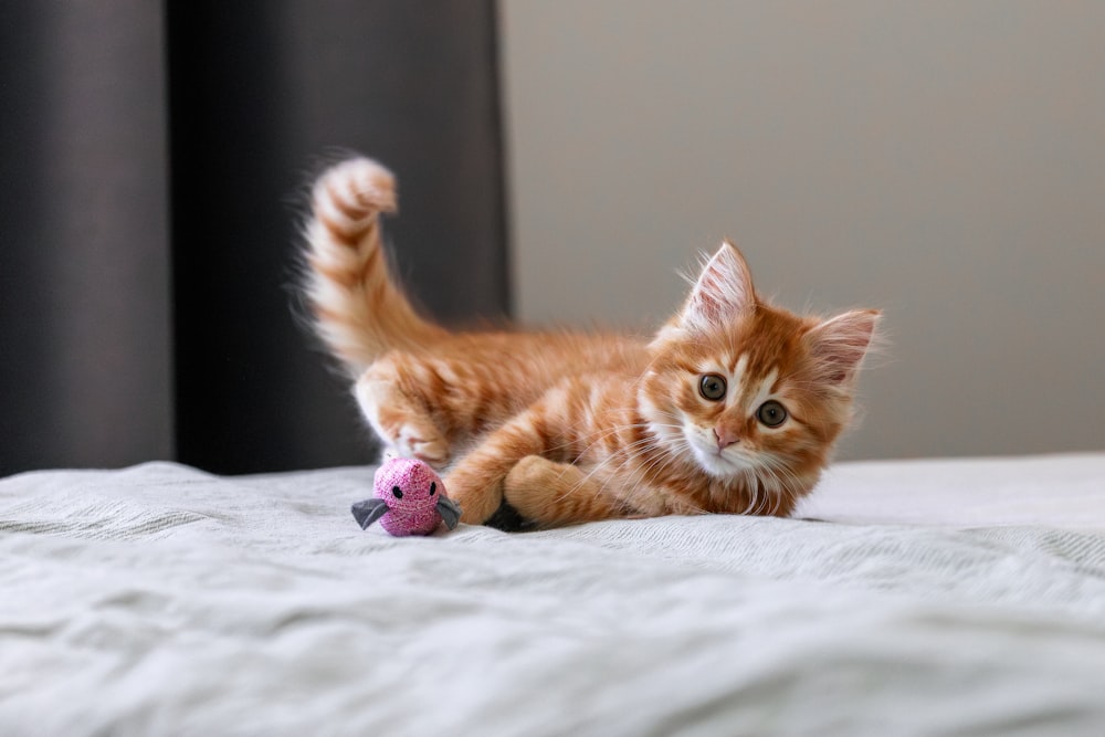 a small kitten playing with a toy on a bed