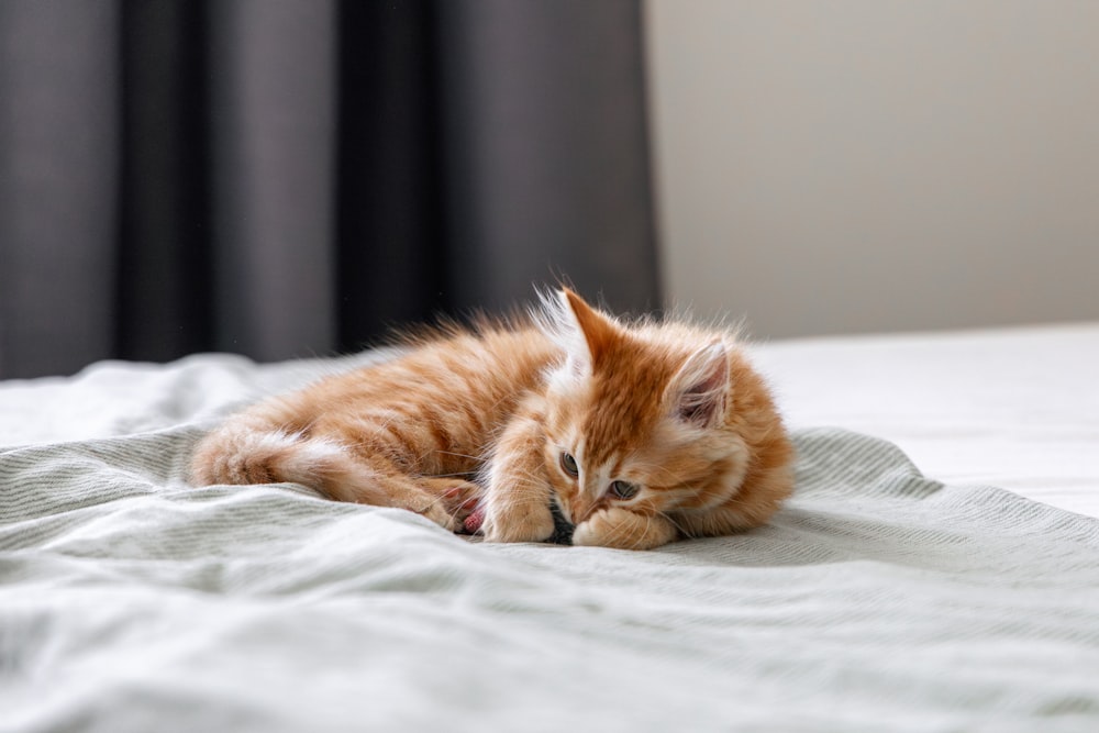 a small orange kitten laying on top of a bed