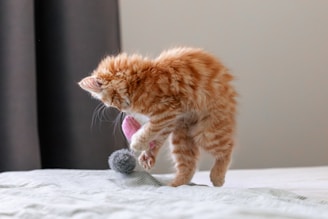 A fluffy orange tabby kitten is playfully interacting with a toy that has a pink base and a gray pom-pom. The kitten is on a soft surface likely a bed, with one paw raised in the air in a playful stance.