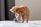 A playful orange cat chasing a feather toy indoors.