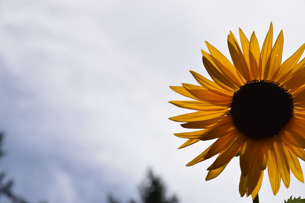 a large yellow sunflower with a blue sky in the background