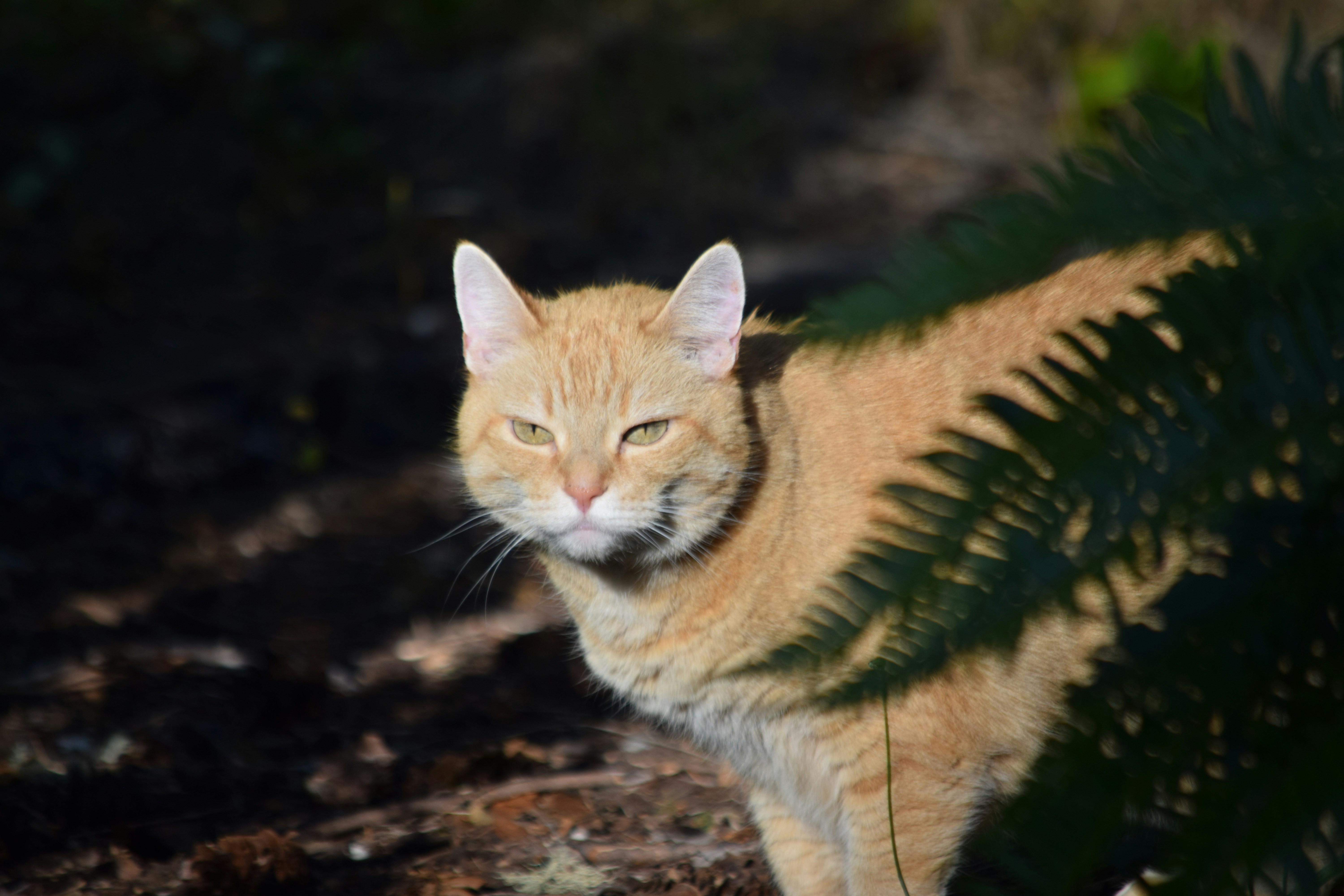 close-up kucing di dekat tanaman