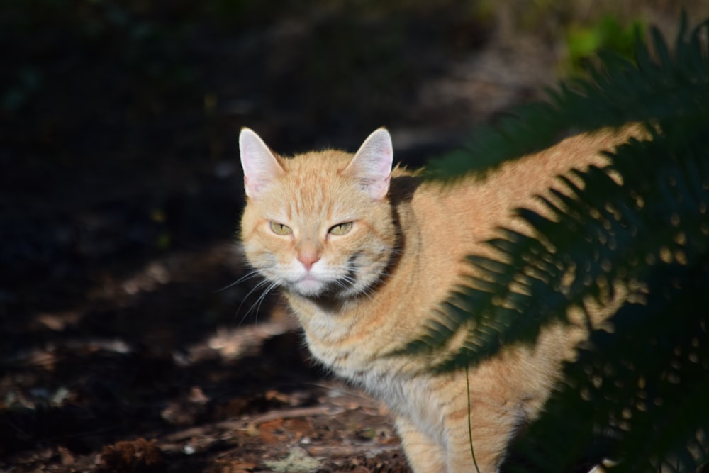 a close up of a cat near a plant