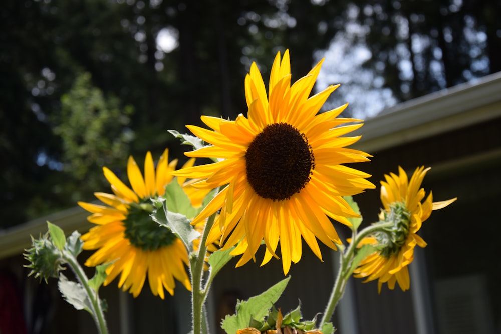 a large sunflower in front of a house