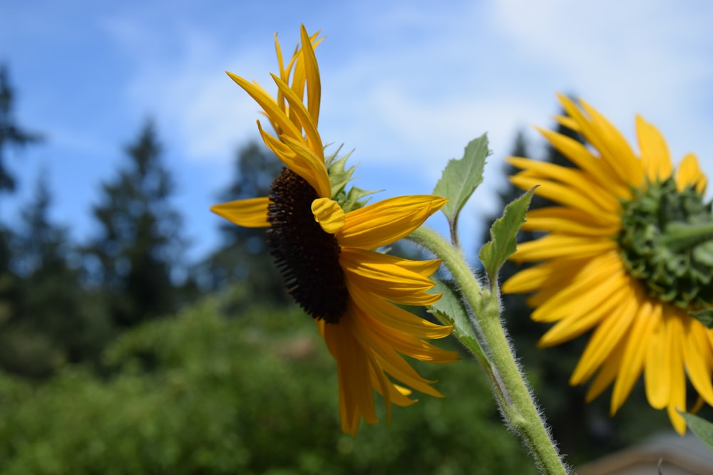 a close up of a sunflower with a sky background