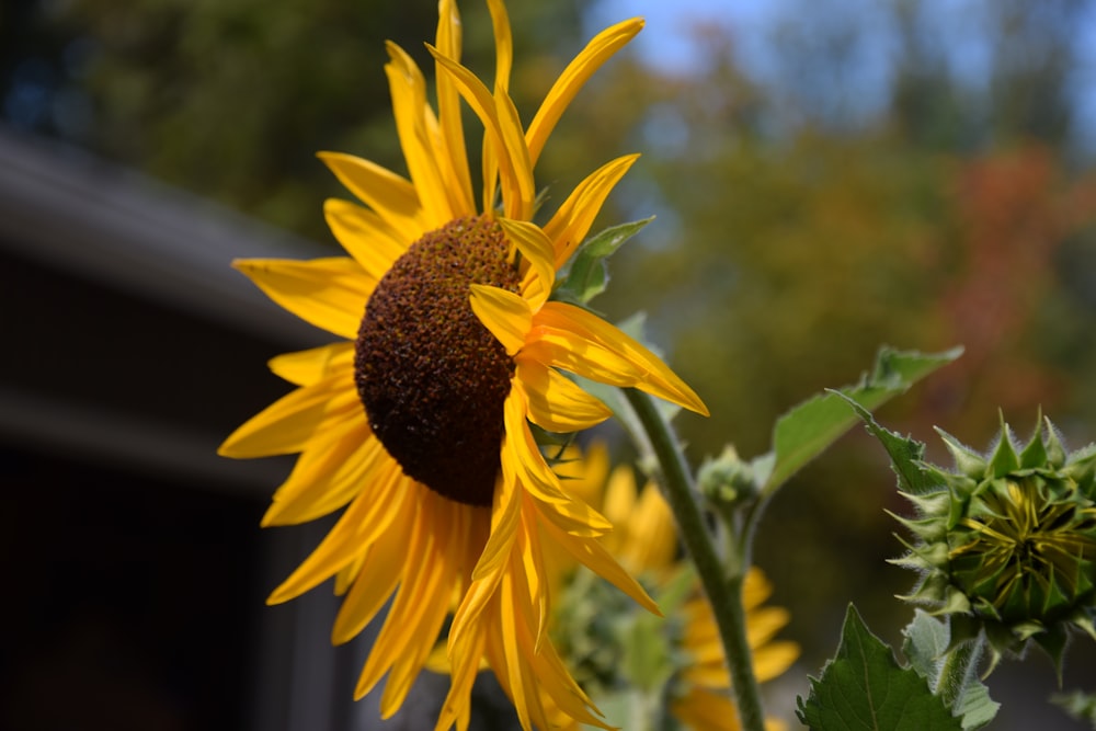 a close up of a sunflower with a blurry background