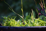 Close-up of vibrant plants thriving in a modern planter at an office entrance.