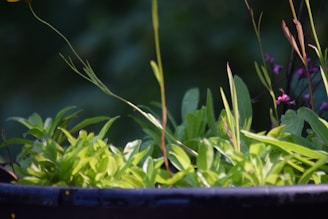 A close-up of a stylish planter with blooming flowers.