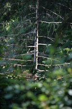 A tree with sparse branches is surrounded by dense green foliage, with light filtering through the leaves creating dappled sunlight patterns.