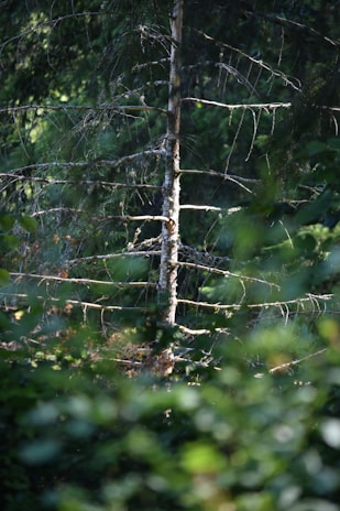 A tree with sparse branches is surrounded by dense green foliage, with light filtering through the leaves creating dappled sunlight patterns.