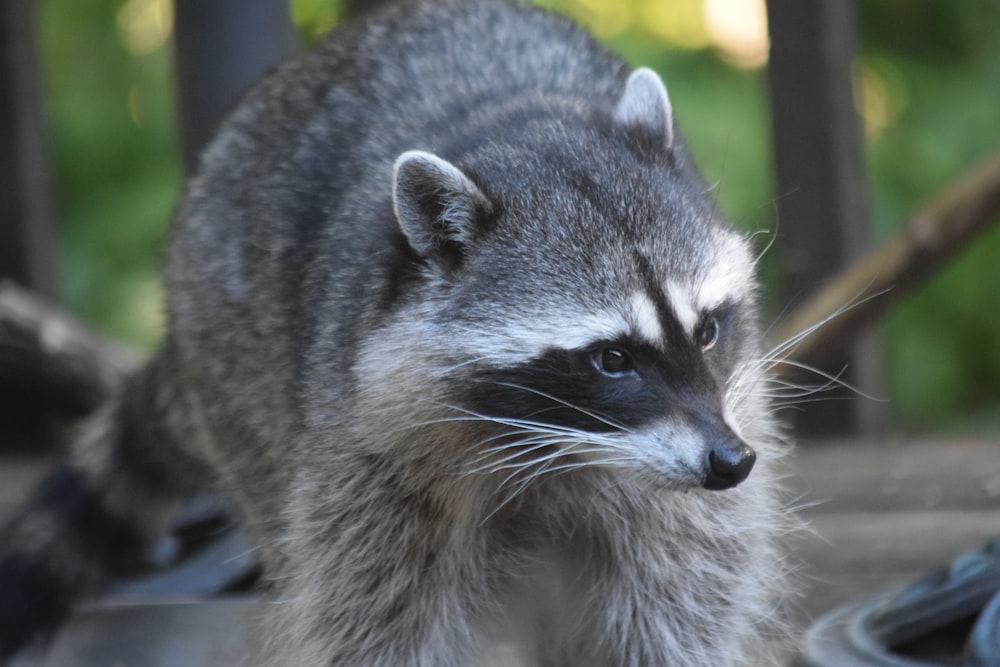 a raccoon is walking around on the ground