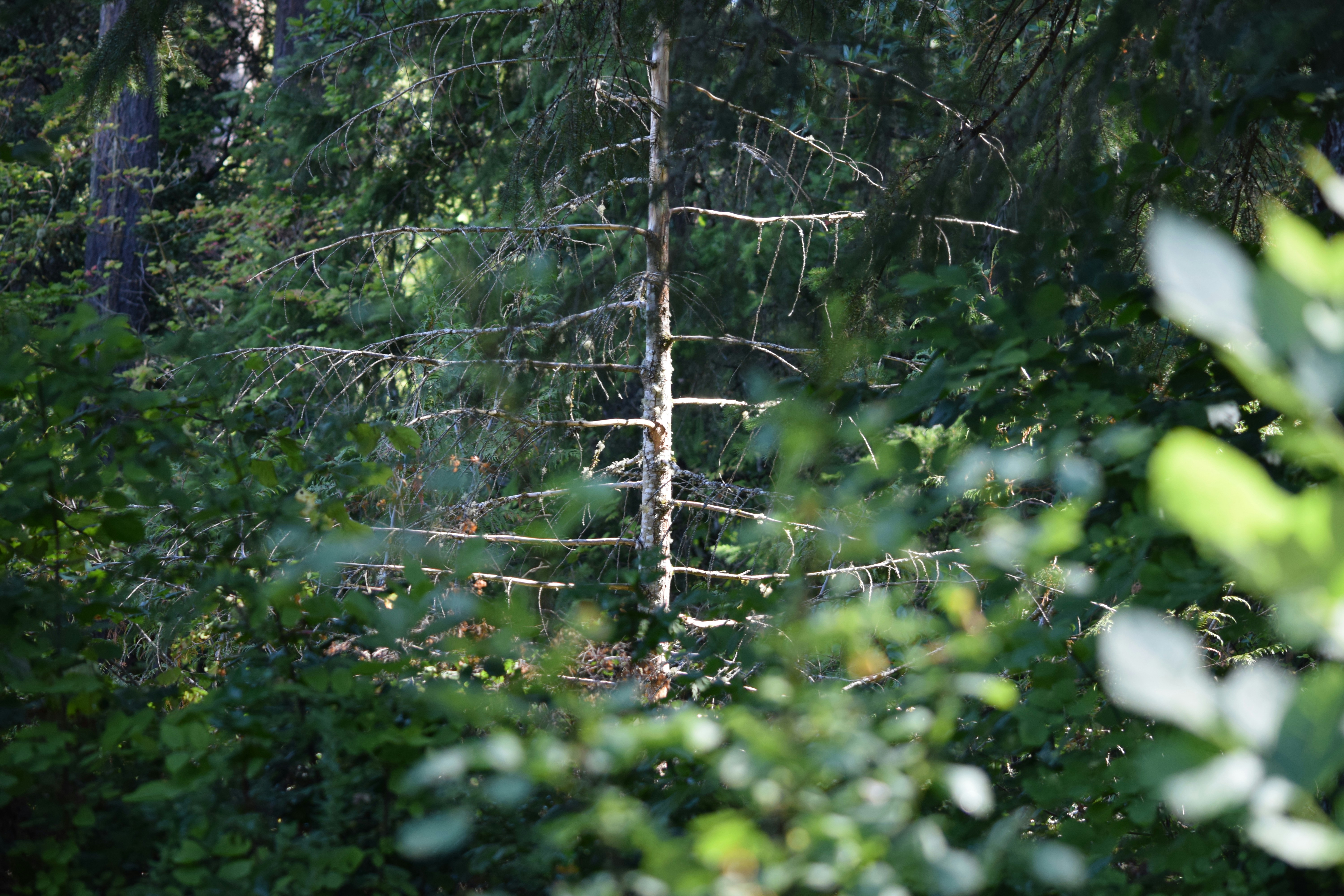 एक ग्राफिक जिसमें भारत के नक्शे पर बाघों की संख्या दिखाई गई है, और बांधवगढ़ क्षेत्र को विशेष रूप से उजागर किया गया है। ग्राफ में बाघों की घटती-बढ़ती संख्या दर्शाई गई है।