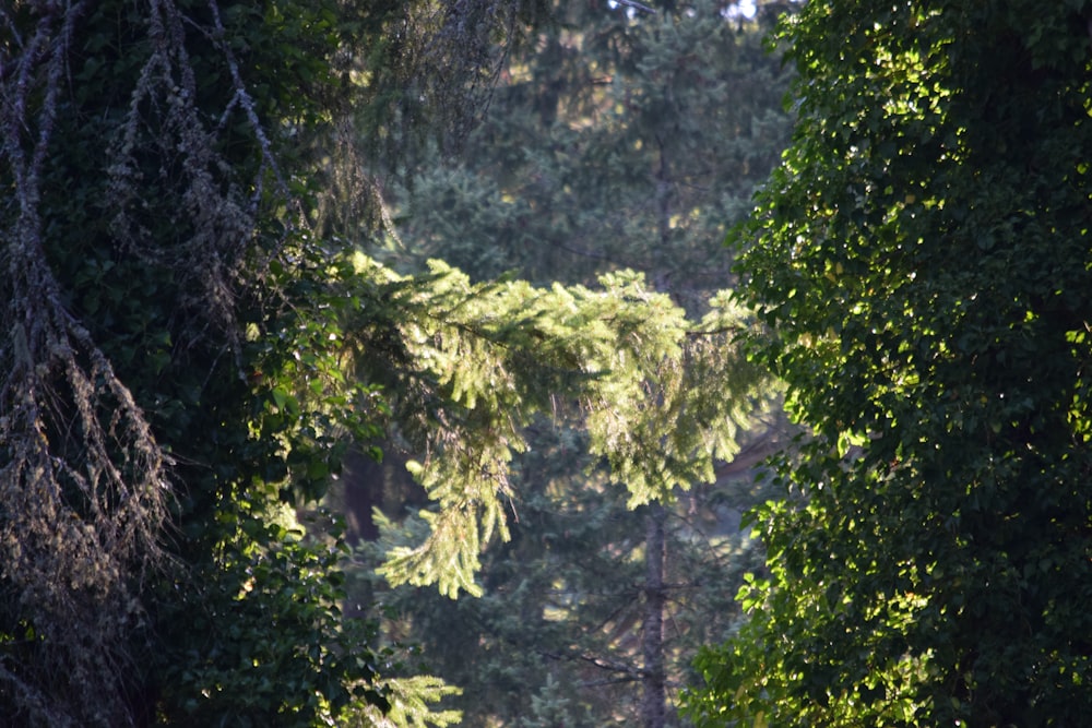 a bear walking through a forest filled with trees