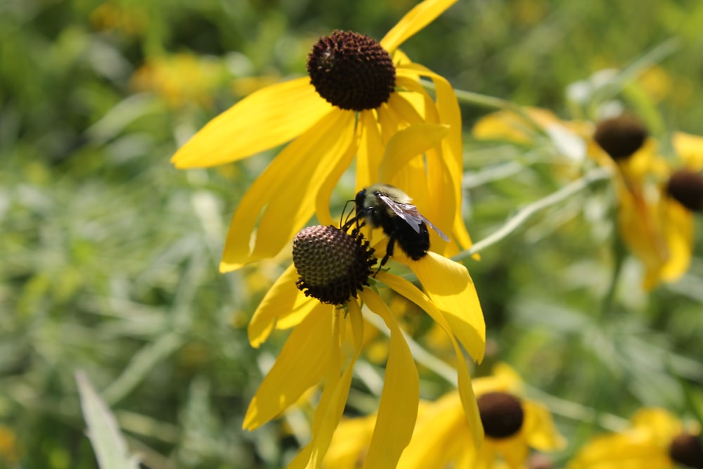 a bee sitting on a yellow flower in a field