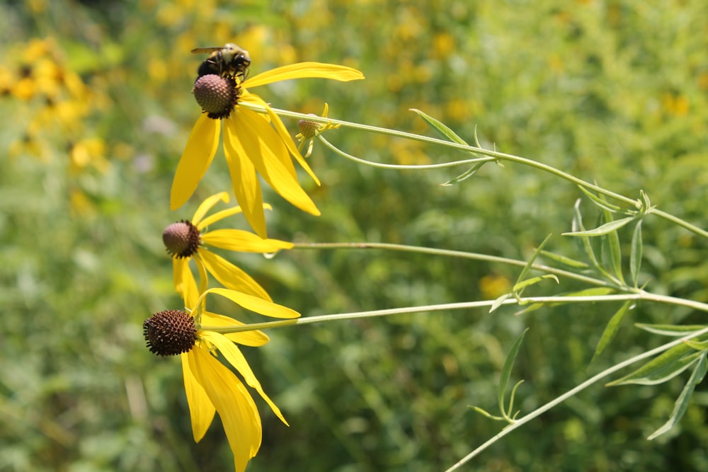 una flor amarilla con una abeja en ella