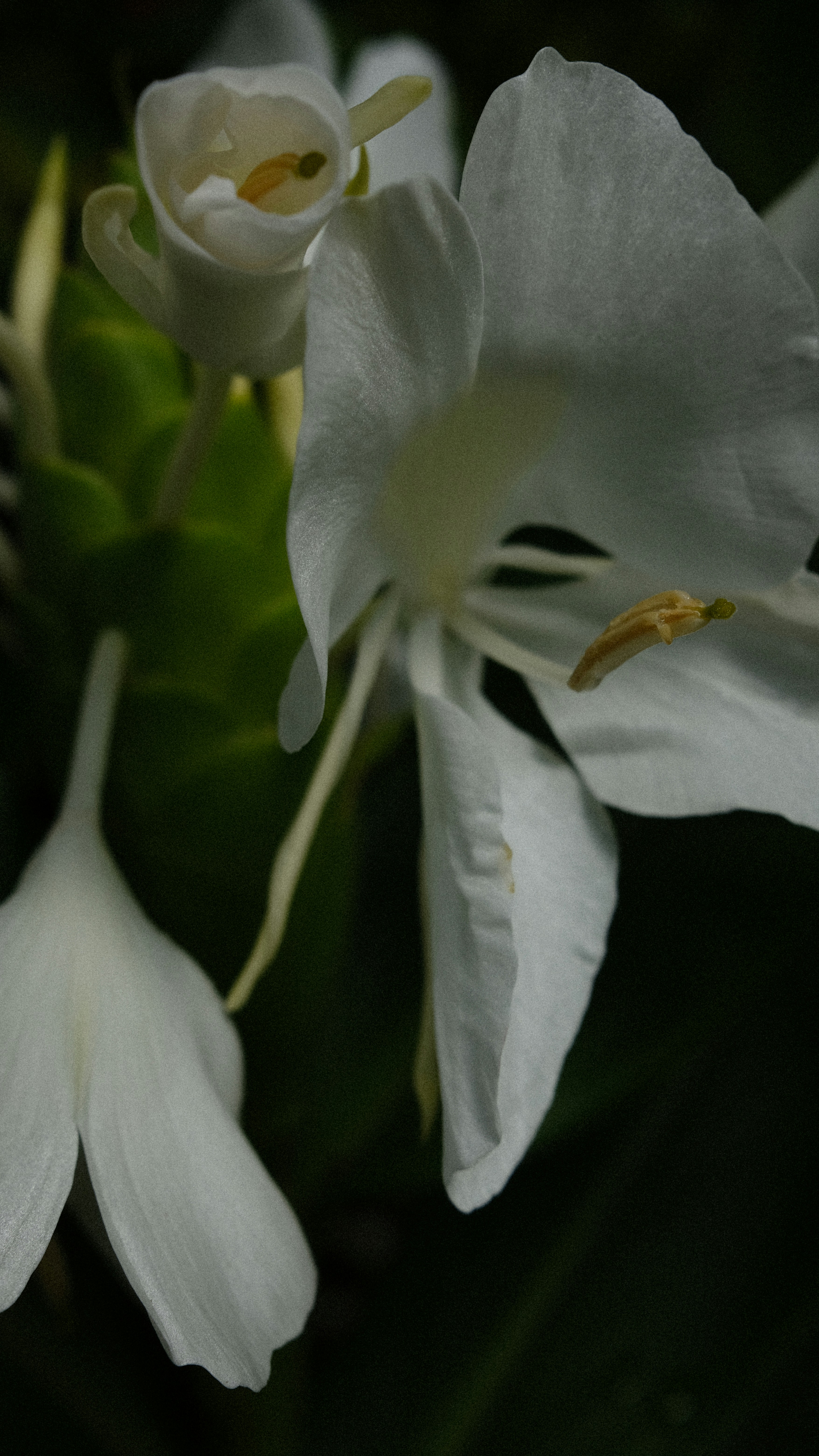 a close up of a white flower with green leaves