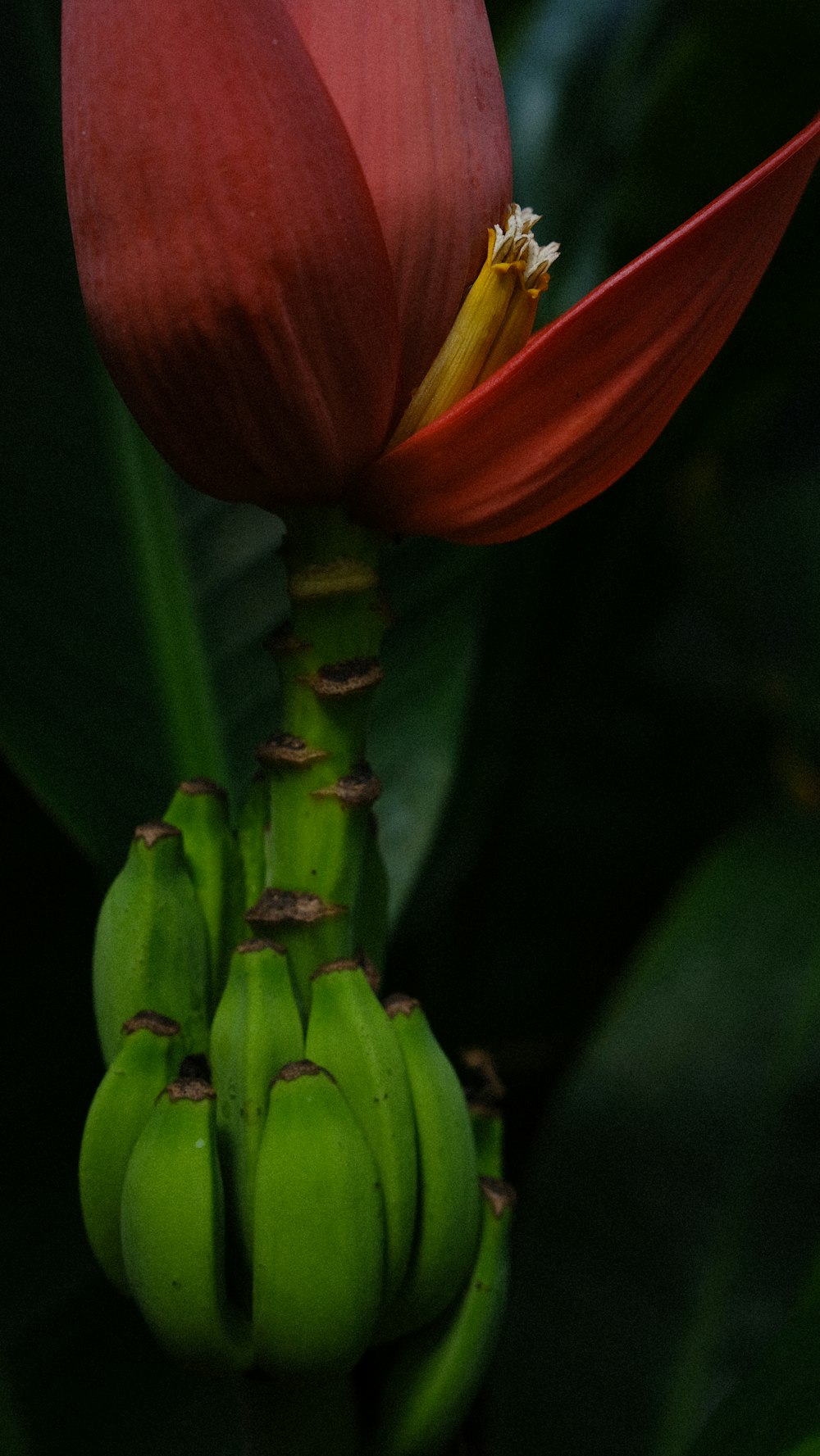 a red flower with a bunch of bananas on it