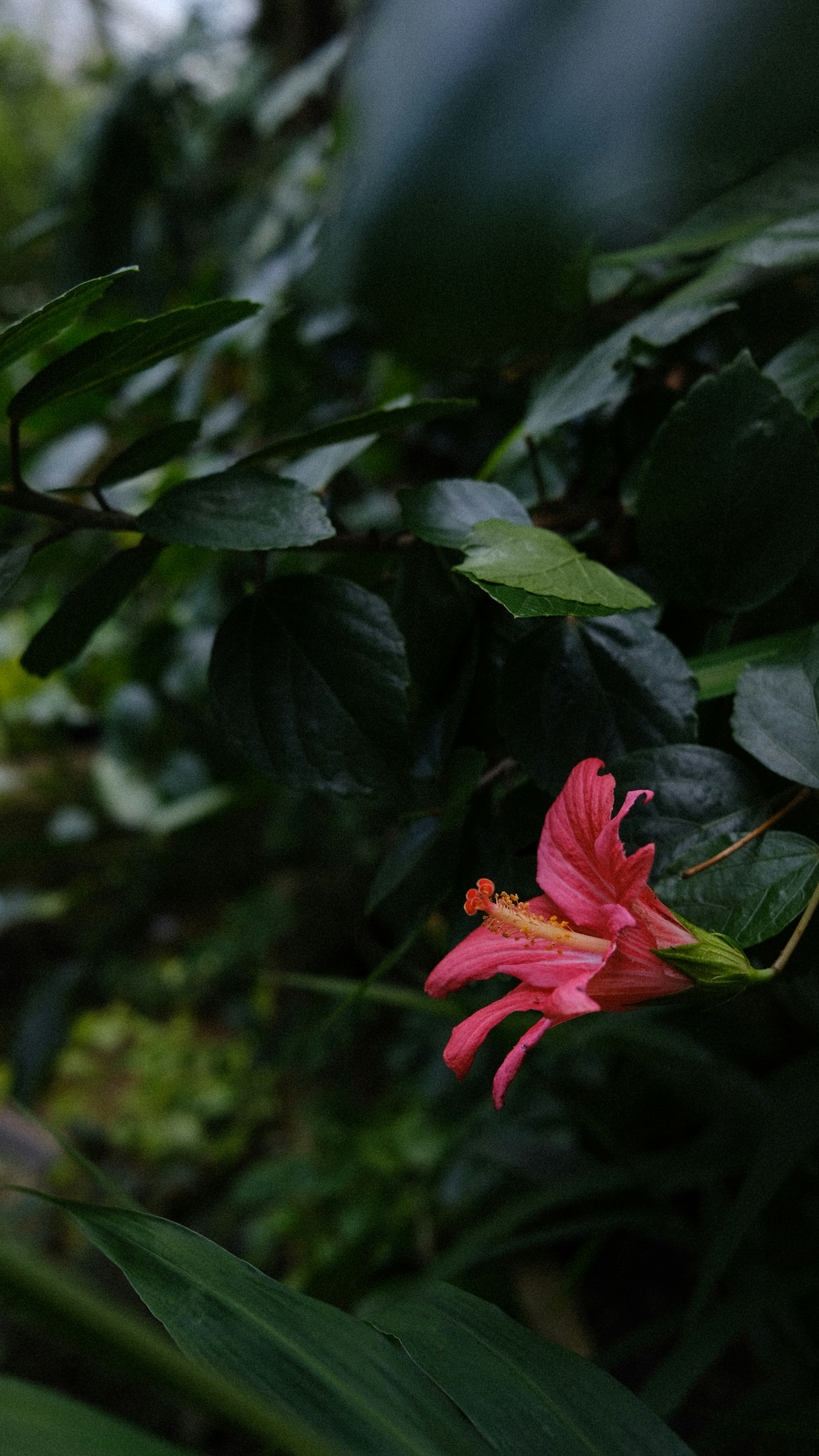 a pink flower with green leaves in the background